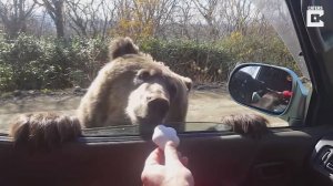 Водитель кормит медведя печеньем