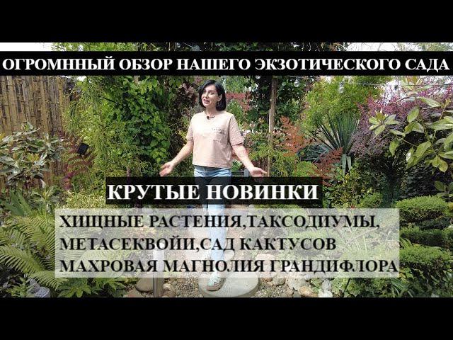 ОГРОМНЫЙ ОБЗОР ЭКЗОТИЧЕСКОГО САДА / КРУТЫЕ НОВИНКИ / Хищные растения , ТАКСОДИУМЫ, Махровая Магнолия