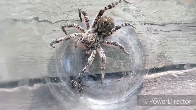 Кормление тарантула ) смотреть онлайн