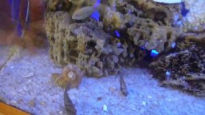 Большой аквариум с Цихлидами