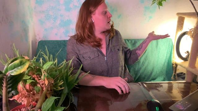 Редкое комнатное растение Аморфофаллус.Уход и особенности. смотреть онлайн