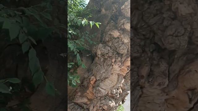 Тутовник посаженные 1477г. смотреть онлайн