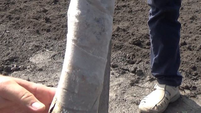 Морозоустойчивость и зимостойкость грецкого ореха, Чандлер, Франкет