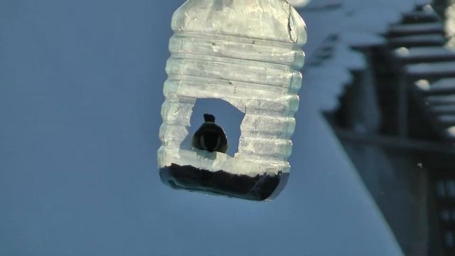 "Где обедал воробей..." Как полевые воробьи и синички слетаются к кормушкам в декабрьские морозы смотреть онлайн