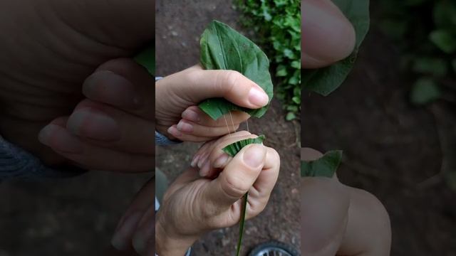 Простые опыты с растениями. Подорожник. Удивительный факт смотреть онлайн