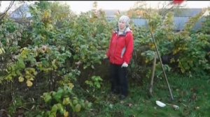 Подготовка малины к зиме