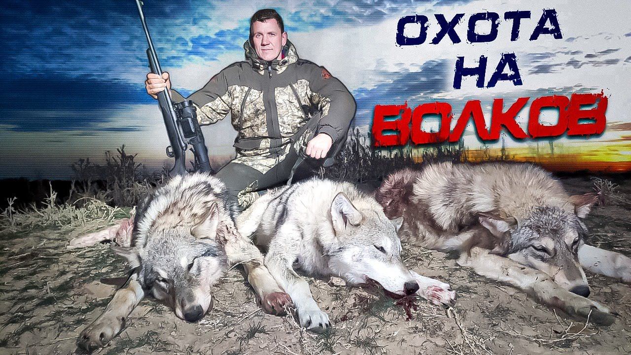 охота на волков.ВОЛКИ РЕЖУТ СКОТ! wolf hunting.wolfsjagd смотреть онлайн