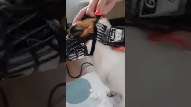 Джек Расселла стригут )) достригали без намордника, Шумми от стрижки в восторге!!!🐕 смотреть онлайн