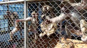 Павианы гамадрилы в Сухумском обезьяньем питомнике, Абхазия