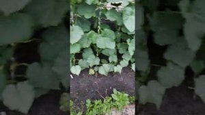 выращивание огурцов в открытом грунте