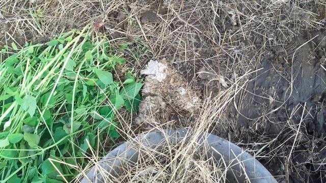 Защита от мух. Дедовский способ.