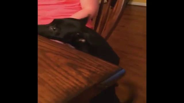 Осел ржет Топ приколы с животными 2016 Собака и бисквиты | Top 10 смотреть онлайн