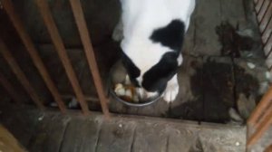 Бугай Алабай. Едим с аппетитом  Летний рацион питания для собак