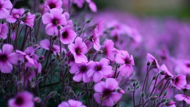 Садовые и полевые цветы смотреть онлайн