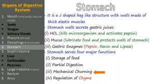 Digestive System | Organs of Digestive System & their Functions | Explained in Detail and Simple wa