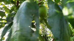 Слива Бербанк