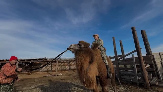 Калмыкия.Говорит и показывает верблюжий остров смотреть онлайн