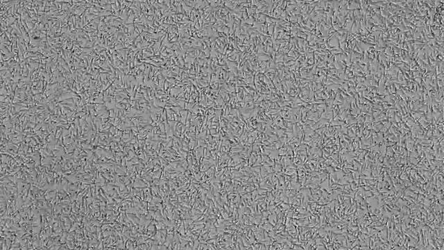 Sample 2 0 5 OD, 4x, 20x смотреть онлайн