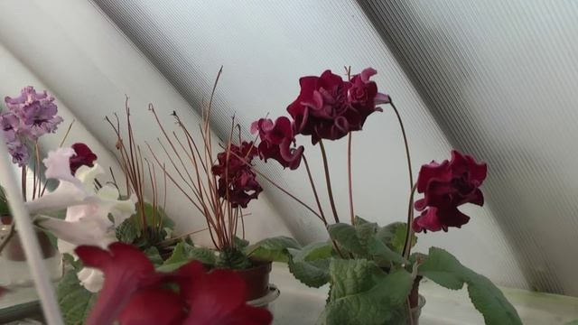 8.12.2015 Стрептокарпусы Диметрис. Селекция. смотреть онлайн