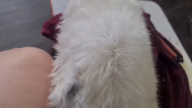 Беляша. На свободу с чистой шерстью.