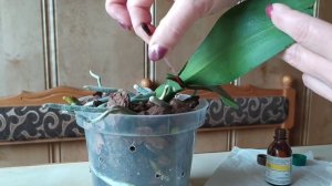 ЛЕЧИМ ОРХИДЕЮ! Избавляемся от бактериальной пятнистости на листьях!