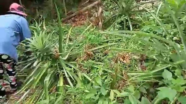PINYA sa ISLA || Pineapple Harvesting || mel Lonz смотреть онлайн