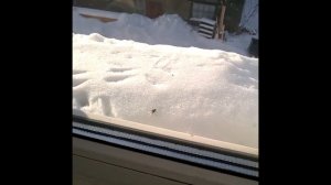 Суровая сибирская муха (зимняя муха)! Severe Siberian fly (winter fly)!