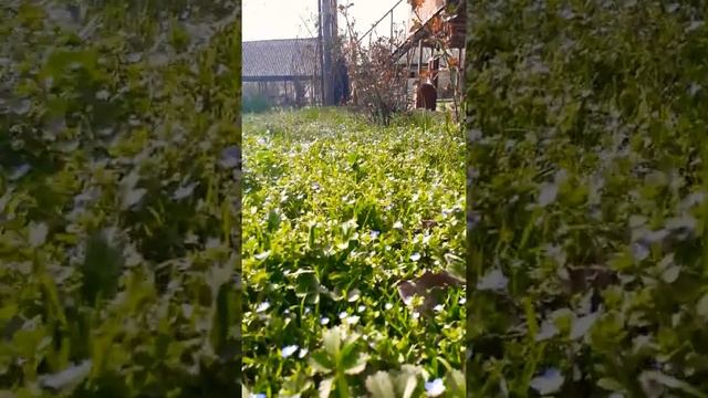 ЖЕЛТЫЕ НАРЦИССЫ В МАРТЕ НА ДАЧЕ
