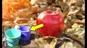 Обязательная подкормка для яблонь и груш в октябре! Чем подкормить в октябре яблони и груши?