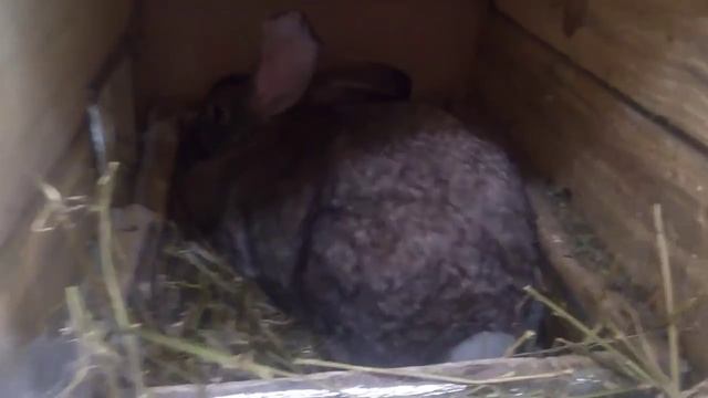 Кролики Чувашия смотреть онлайн