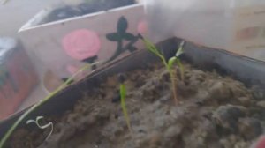 как вырастить сосну из шишек.