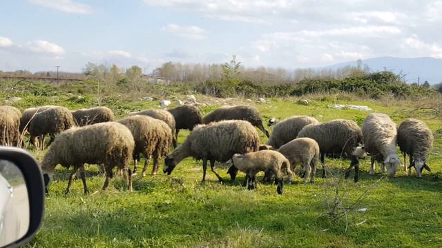 Про доход от овец (дополнение к первому видосу) смотреть онлайн