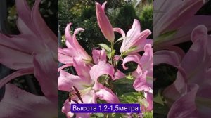 Нежно-розовое чудо, лилия "Донато"