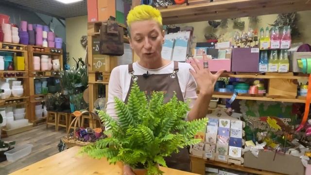 Нефролепис Грин Делайт - новый сорт папоротника | Ищем отличия от других сортов нефролеписа смотреть онлайн