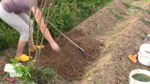 Сажаем ремонтантную малину