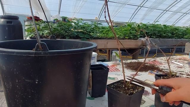 Как я формирую жимолость 1-летку смотреть онлайн