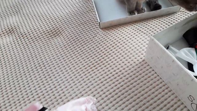 Содержимое личной коробки кошки-модели!