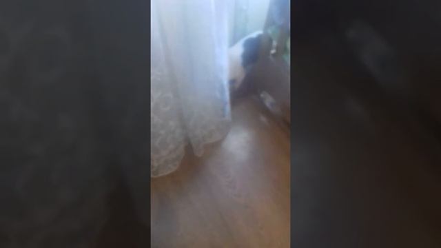 ОЧЕНЬ ВРЕДНАЯ СОБАКА ДЖЕССИ!!!