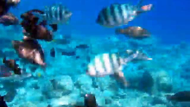 Жизнь Красного моря смотреть онлайн