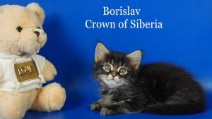 Сибирский мальчик Borislav Crown of Siberia, 1,5 месяца