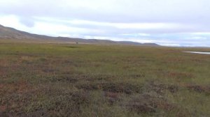 Одна через Чукотку.  Часть 12.  На тридцатом километре кочек. Alone through Chukotka. Part 12.
