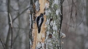 Трёхпалый дятел - зря на Юг не летает. The three-toed woodpecker does not fly to the south in vain.