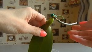 Орхидея без корней и тургора листьев. Срочная помощь.