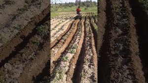 Окучивание картофеля на самодельном адаптере к мотоблоку