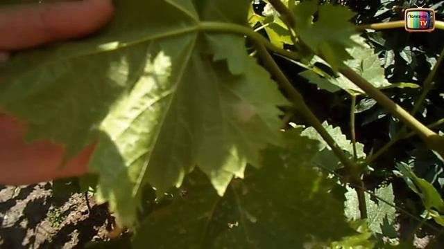 МОЖНО ЛИ ОПРЫСКИВАТЬ ВИНОГРАД ВО ВРЕМЯ ЦВЕТЕНИЯ