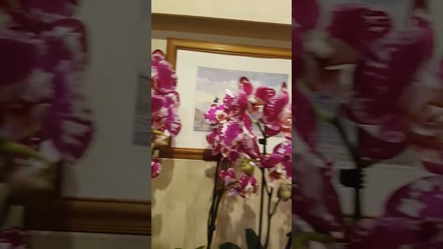 Инна 🌷 Продажа орхидей 🌷 Приход от 20.06.21