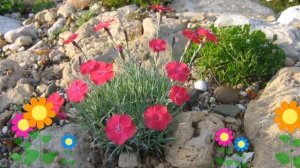 Гвоздика серовато-голубая Badenia. Краткий обзор, описание характеристик