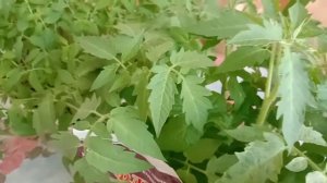 ОРГАНИЧЕСКОЕ УДОБРЕНИЕ: ФЛУМБ КУРЯК. ГРАНУЛЫ НА ОСНОВЕ КУРИНОГО ПОМЕТА. ОБЗОР. ОПИСАНИЕ.