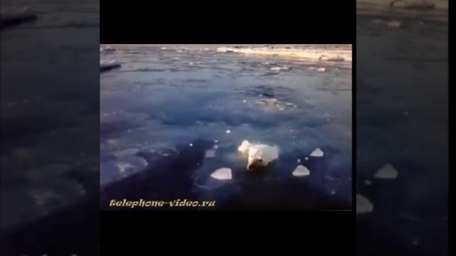 Почему белые медведи не едят пингвинов?! смотреть онлайн