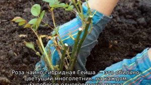 Роза Гейша